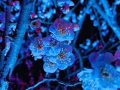 -香雪海