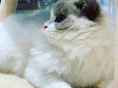 -momokira米努特·德文卷毛猫·棉花面纱犬