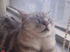 -Cappucimeow猫咪咖啡馆(韦伯时代店)