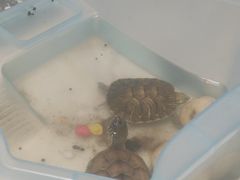 -中环花鸟鱼虫市场