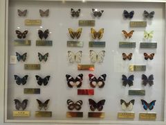 -上海昆虫博物馆