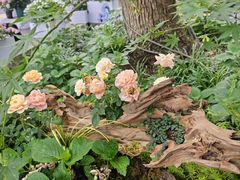 -虎哥私房菜(馒头山店)