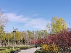 -大兴滨河森林公园