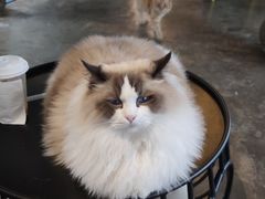 -喵屿·大理花园猫咖