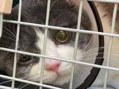 -艾贝尔宠物诊疗