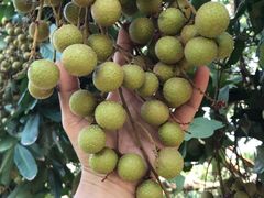 -东方鼎信农副产品交易中心