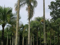 -深圳仙湖植物园
