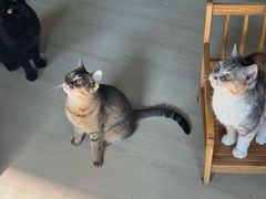 -豆逗聊愈猫阁Easy Life