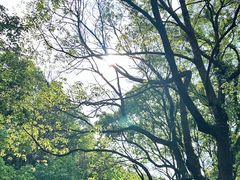 -惠山国家森林公园