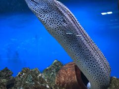 -御唐府海珊瑚主题餐厅