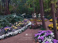 -上海共青森林公园