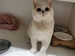 -东方名猫馆·英短金渐层布偶猫舍(环线广场1号楼店)