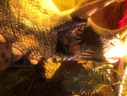 点击看大图 -恐龙探索乐园(磁器口店)