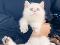 -lincat·猫舍(广州店)