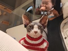-啵啵喵·猫咖(攀华国际店)