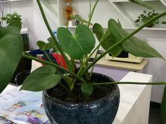 -上海华帆旗开比亚迪4S店(浦东北路店)