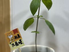 -呷贺盐酥鸡(抄纸巷店)