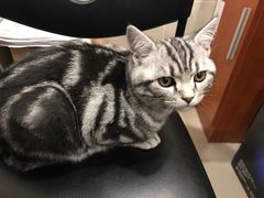 -艾贝尔宠物医院·24H转诊中心·肿瘤猫专科(江宁双龙店)