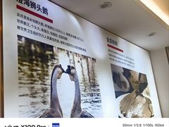 -陆记鹅庄·潮汕菜·狮头鹅(大仟里店)
