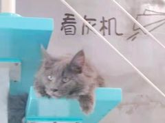 -十年猫舍·猫咪专门店(普陀店)