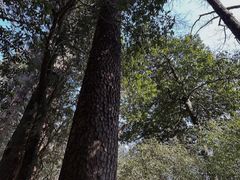 -天目山大树王景区