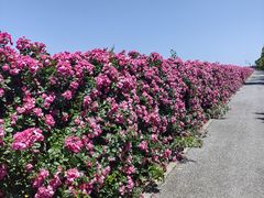 -上海滨江森林公园