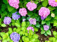 -上海滨江森林公园