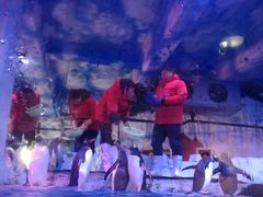 -芜湖新华联大白鲸海洋公园