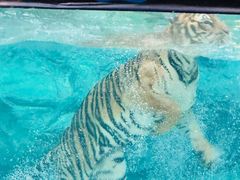 -清迈夜间动物园