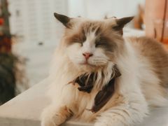 -共舞时光猫咖·狗咖(新街口店)