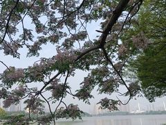 -月湖风景区