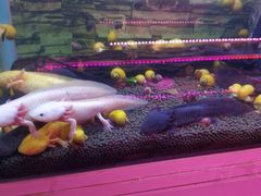 -双季花艺园艺市场(浦东店)