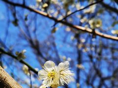 -双季花艺园艺市场(浦东店)