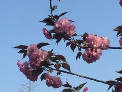 -嘉定紫藤园