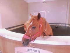 -中国马镇舞马世界主题乐园