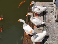 -苏州文庙(姑苏区)