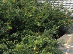 -张家大院·鲁菜·私房菜(芙蓉街店)