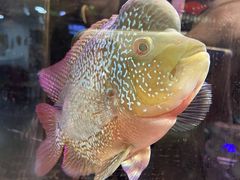 -宠物世家(仲盛世界商城店)