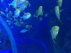 -芜湖新华联大白鲸海洋公园