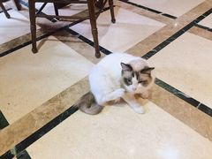 -猫色咖啡·猫咖