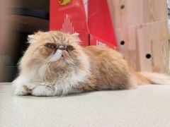 -藏猫猫咖啡主题馆(中央大道店)