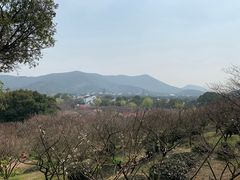 -香雪海