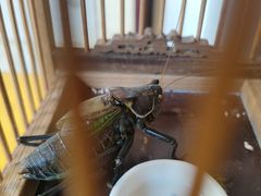 -蟹村草堂·苏式园林人文农家·大闸蟹