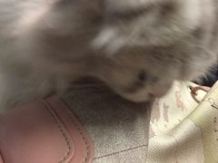 -猫咪博物馆(顶澳仔猫街店)