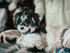 -FAELING PETS美天灵宠物(合生汇店)