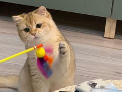 -东方名猫馆·英短金渐层布偶猫舍(环线广场1号楼店)