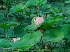 -丁香湖公园