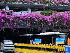 -深圳仙湖植物园
