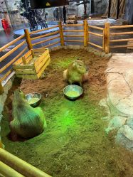 -Zoolung Zoolung动物主题公园(海信广场店)