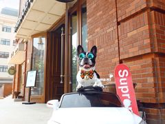 -超宠爱宠物摄影-Super pet